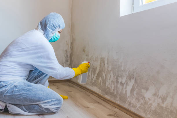 Licensed Attic Mold Removal service in Ridgewood, IL - WQB Mold Removal