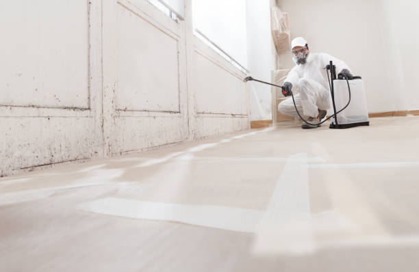 24/7 Emergency Attic Mold Removal experts in Ridgewood, IL
