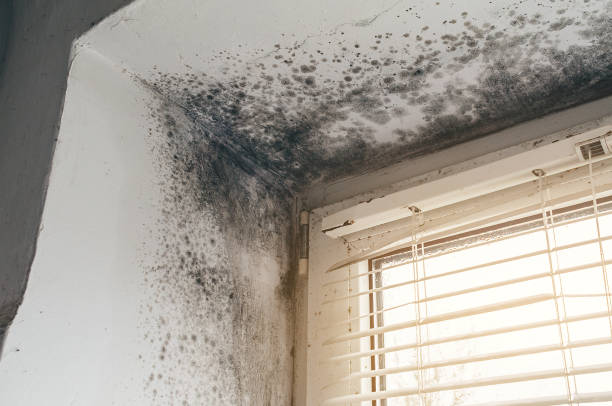 Affordable Attic Mold Removal solutions in Ridgewood, IL
