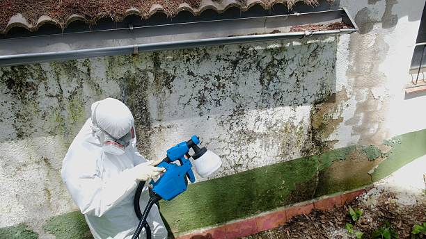 Top rated local Attic Mold Removal specialists in Ridgewood, IL